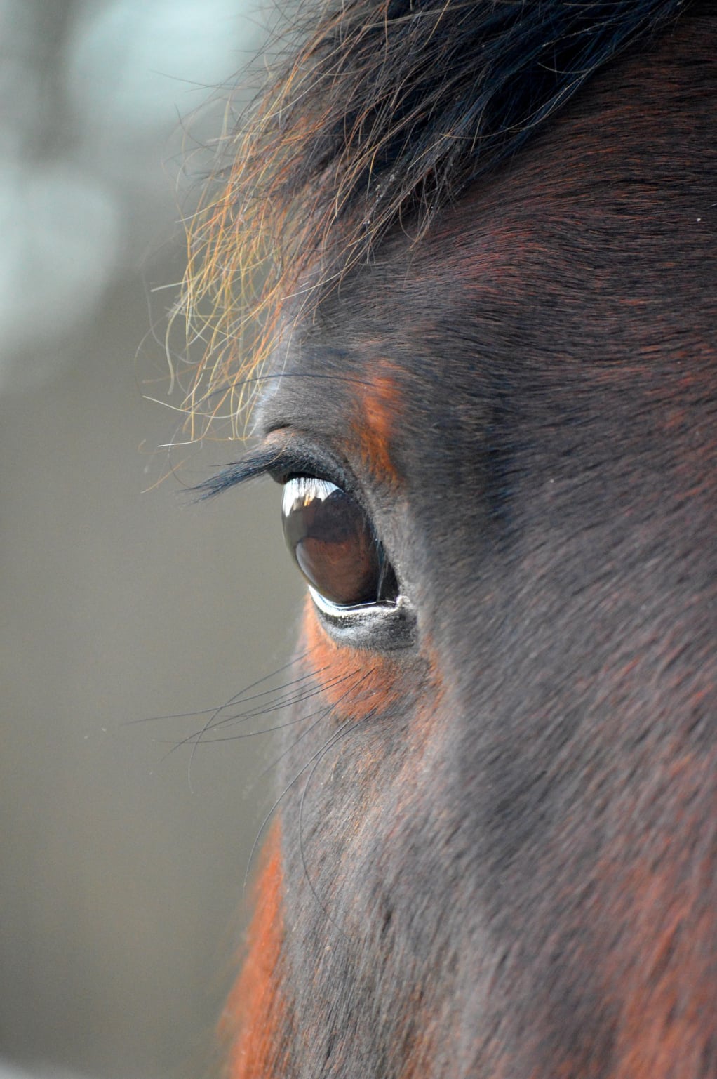 Horse Portrait